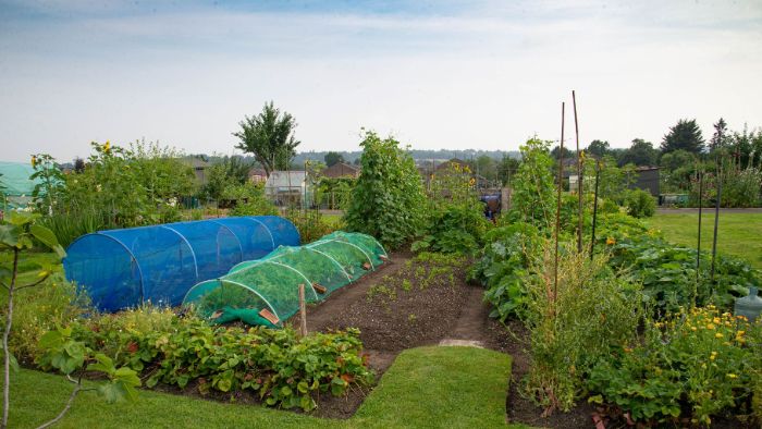 Bridget McDermot allotment plot 2