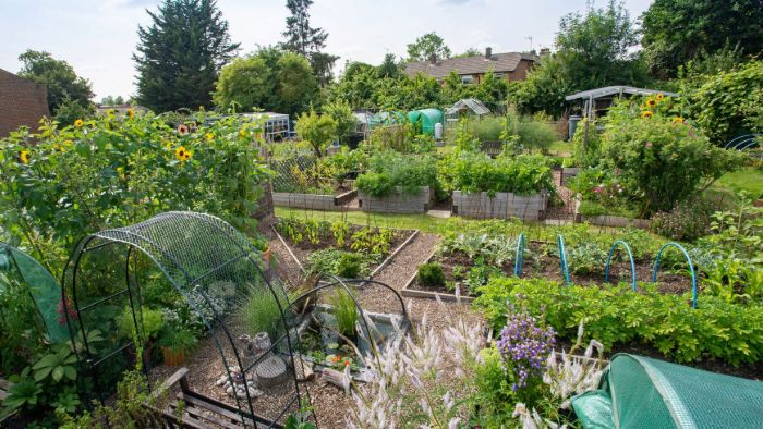 Erica Page allotment plot 2