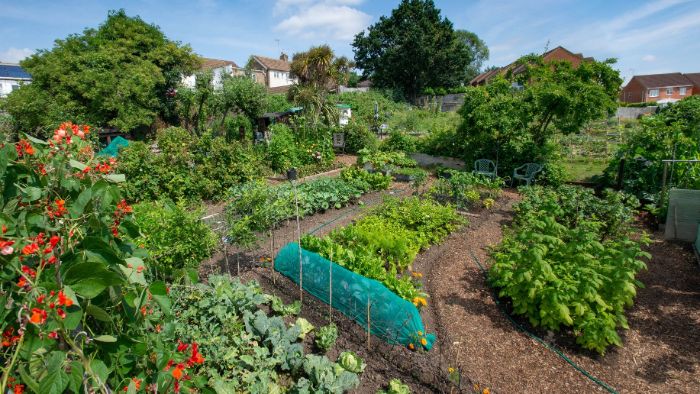 Mark Adams allotment plot 3