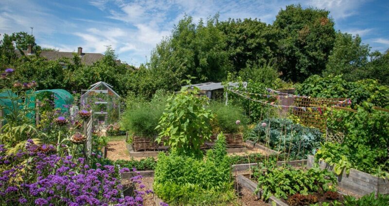 Bells Hill Allotment Winner