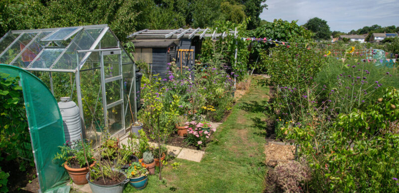 Bells Hill Allotment win